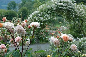 blommor-som-doftar-riktigt-gott-2