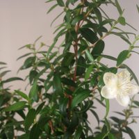 Myrten är kärlekens blomma"